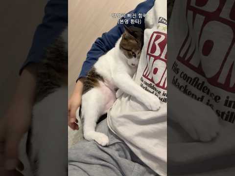 고양이 개 삐짐