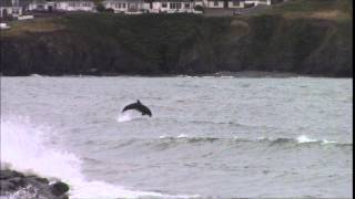 preview picture of video 'Stormy Saturday in Borth with Dolphins (August 2014)'