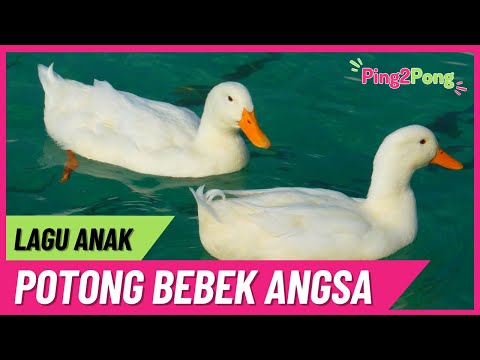 , title : '🟡 Lagu Potong Bebek Angsa - Lagu Anak Indonesia'