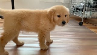 his walking heavily and clumsily is so cute ! Here is the puppy who took a walk indoors for the