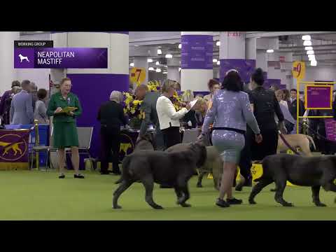 Neapolitan Mastiff | Breed Judging 2025