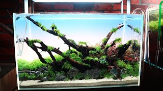Just Natural  60 cm | 5 Minutes Relaxing Video | Beautiful Aquascape