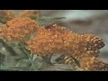 Tycho - Plains