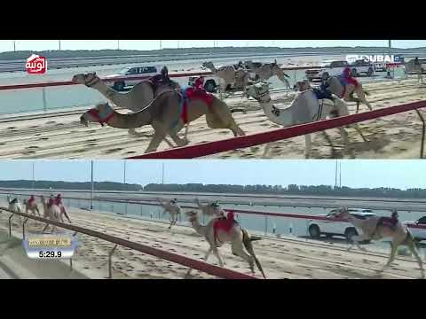  ش 6 (متعب) لـ هجن زعبيل 7:35:8 ، تأهيلي المرموم 2026/03/04 لقايا