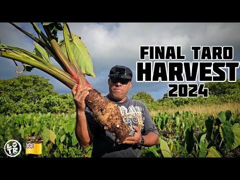 Taro Farming Plantation Life On NIUE ISLAND, 2024!