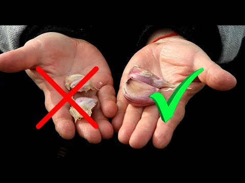 Не сажайте чеснок пока не посмотрите это видео!