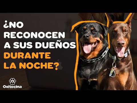 10 mitos sobre perros que la mayoría de las personas aún creen