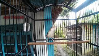 Download lagu PRENJAK SAWAH CICI SAWAH KLIK BETINA NGEKREK PANJANG || UNTUK PANCINGAN BUNYI JANTAN mp3 Download lagu PRENJAK SAWAH CICI SAWAH KLIK BETINA NGEKREK PANJANG || UNTUK PANCINGAN BUNYI JANTAN mp3