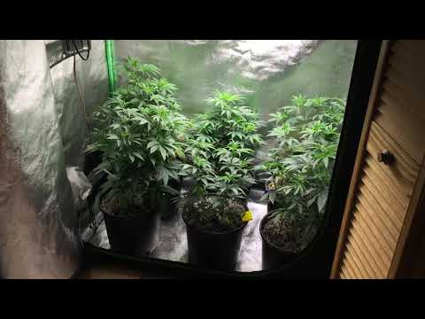 Small Closet Grow - Pro Mix HP - Gaia Green - 3 Gallon Pots - LST - Mars Hydro Lights - Vivosun Tent