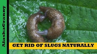 How To Get Rid of Slugs Naturally No More Garden Slugs