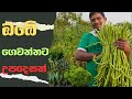 Department Of Agriculture Sri Lanka