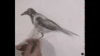 Смотреть онлайн Урок рисования карандашом: рисуем ворону