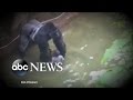 Criminal Probe Launched Into Gorilla Incident At Cincinnati Zoo