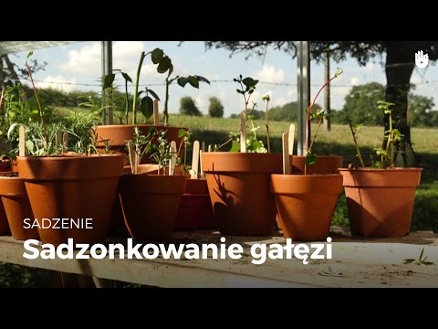 , title : 'Sadzenie - Sadzonkowanie gałęzi'
