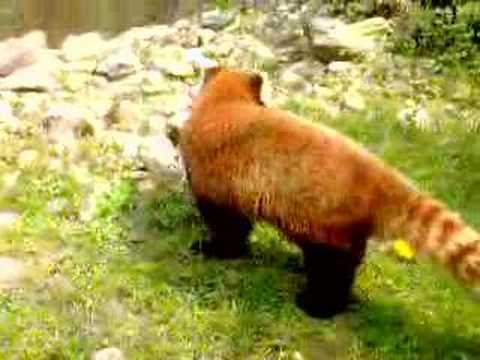 Red pandas 2