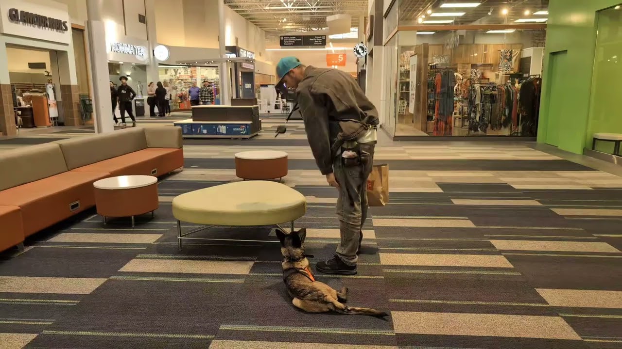 Shadow's Transformation Journey