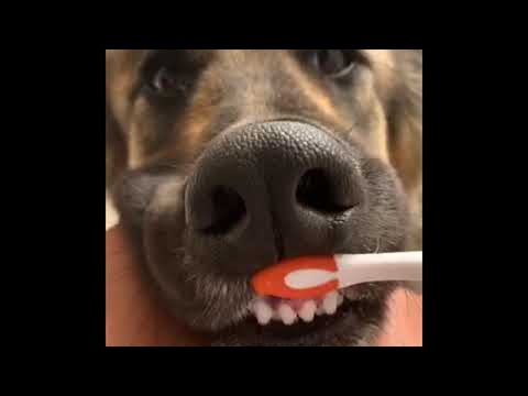 Doggy Loves Dental Hygiene || ViralHog Video