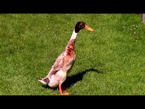 Staudengärtnerei Gaißmayer