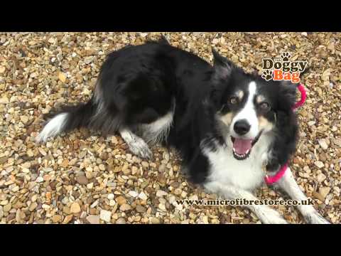 The amazing Doggy Bag from the Microfibre Store! Wet dog in - Dry dog out!