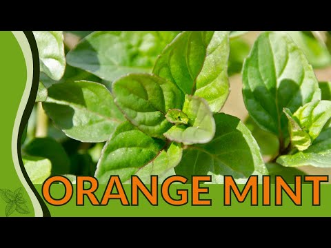 Finally Orange Mint Explained!?!