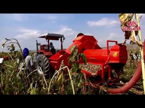 Erntemaschine für Sonnenbluemenkerne