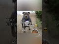REESES PUFFS EAT EM UP EAT EM UP DOGGO EDITION Credit Doggomusicvideo On TikTok