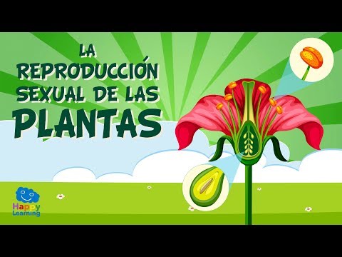 LA REPRODUCCIÓN SEXUAL DE LAS PLANTAS.  Las partes de una flor | Vídeos Educativos para Niños