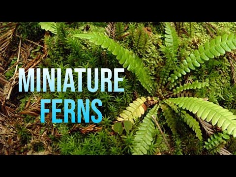 Miniature Ferns made from paper #diy #craft #papercraft