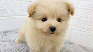 ハーフ犬の動画01