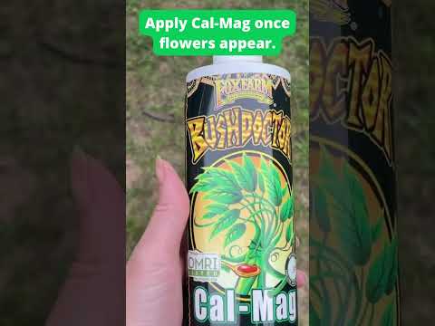 How to Fix the Biggest Tomato-Growing Problem