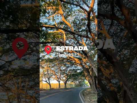 Túnel de Árvores na Estrada de Mucurici - ES! 🚗🌳 #shorts
