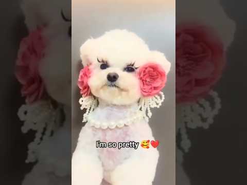 I'm so pretty ❤️ #dog #dogshorts #dogvideos #cutedog #cutepets #cutepuppy #puppy #pets
