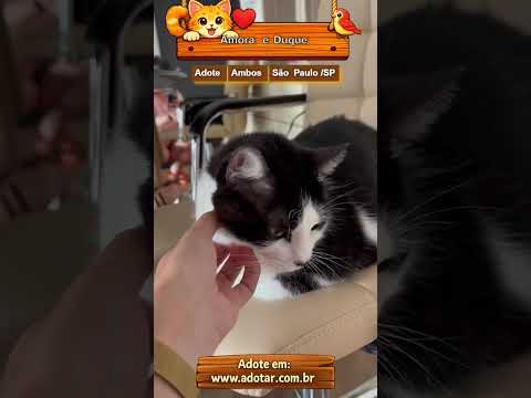 Vídeo de Amora e Duque