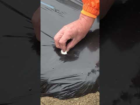 ニンニクが好きな木はどれですか?なぜ特に彼らの足元に植えるのでしょうか？  庭園