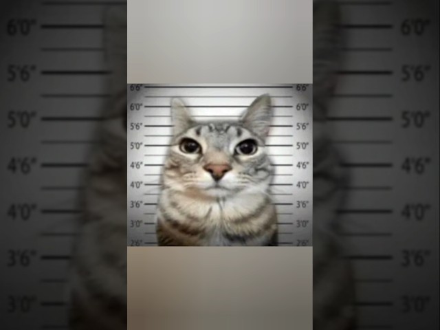 Vídeo relacionado con SULIUDAJI Pegatinas de Gatos y Perros - 100 Piezas Vinilos Memes Divertidos - Objetos Con Gatos Autocolantes