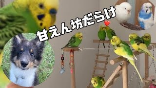 我が家に毎年新しい家族が誕生しています