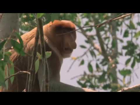 Janusz Nosacz kompilacja"kurła" "ale kiedyś było"