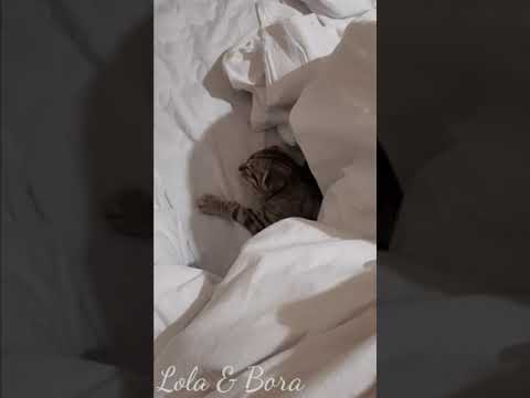 Tiny kitten Lola sleeping under a blanket