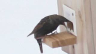 WDC type of SREH entrance showing it to be impregnable by this European Starling