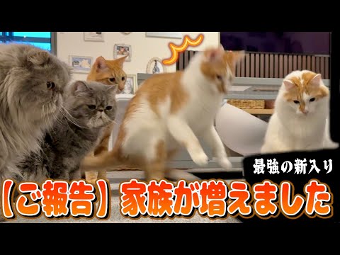 イタズラを繰り返す猫たちのために最強の助っ人がやってきました！