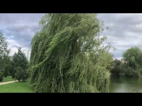 Віктор Павлік - я лечу до Тебе (version 2021)