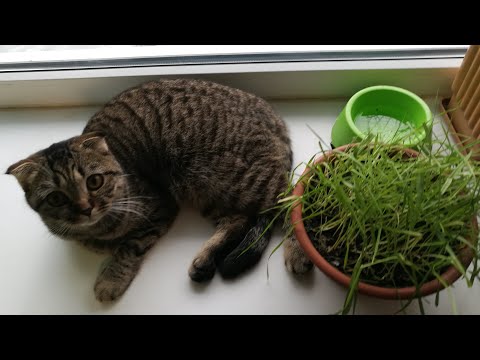 СЕЕМ 7 ТРАВ ДЛЯ КОШЕК, СОБАК, ГРЫЗУНОВ, ПТИЦ, ХОРЬКОВ. ЧТО ВЫРОСЛО