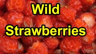 How to Find & Harvest Wild Strawberries