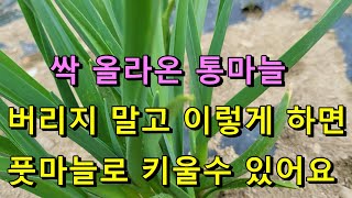 싹이 올라온 통마늘 이용방법 이렇게 하면 오랫동안 풋마늘을 실컷 먹을 수 있어요