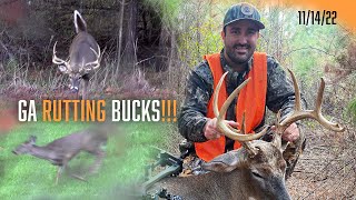 Georgia BUCK with a BOW | Rut in Full SWING | Realtree Road Trips