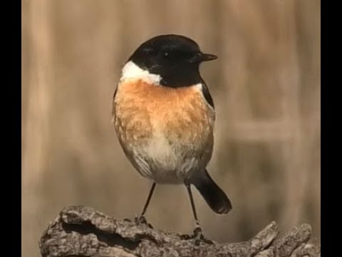TARABILLA COMÚN | STONECHAT | Saxicola torquata