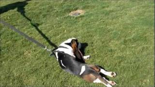 preview picture of video 'Lazy Basset Hound'