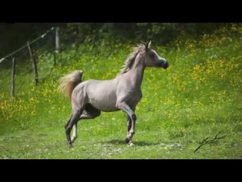 Sinoan Dora Bint Mishaal - 2013 Straight Egyptian filly