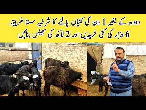 1 Day Old Calf Rearing Technology Without Mother Milk ll Doodh k beghair katian aur bachrian Palein