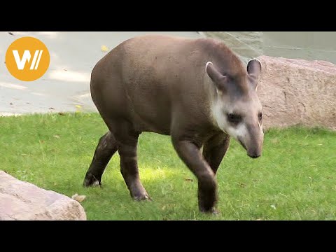 Tapir | Unsere Tierwelt (Kurze Tierdokumentation)
